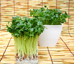 かいわれ大根(海外産)