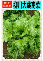 柳川大葉高菜