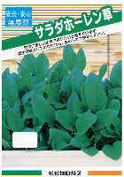サラダホーレン草