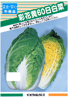 彩花黄60日白菜