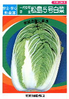 松島五号白菜