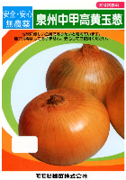 泉州中甲高黄玉葱