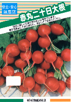 赤丸二十日大根