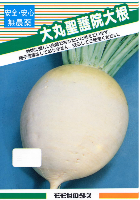 大丸聖護院大根