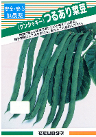 つるあり菜豆(ケンタッキー)