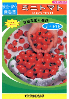 春まき青首大根