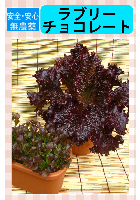 ラブリーチョコレート