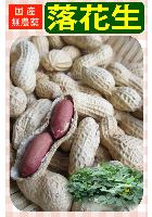 落花生