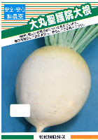 大丸聖護院大根