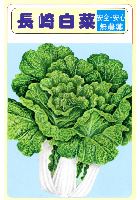 長崎白菜