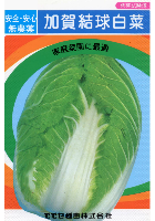 加賀結球白菜