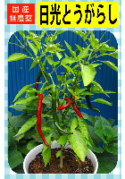 日光とうがらし