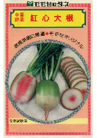 紅心大根