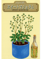 スィートマジョラム