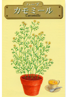 ジャーマンカモミール