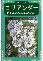 コリアンダー