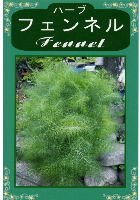 フェンネル(ワイルド)