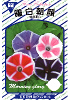 曜白朝顔(美色混合)