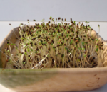 しゅんぎく(春菊)