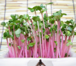 ピンクラディッシュ