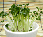 グリーンラディッシュ