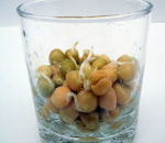 えんどう(グリンピース)