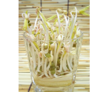 グリーンマッペ