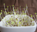 サラダバーネット