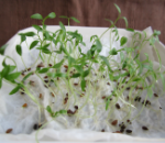 イタリアンパセリ