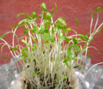 グリーンレタス