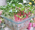 かいわれ(ベストカップル）