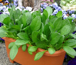 グリーンスピナッチ