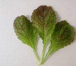 ﾚｯﾄﾞｱｼﾞｱﾝﾏｽﾀｰﾄﾞ