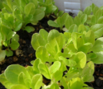 グリーンロメイン