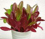 レッドロメイン