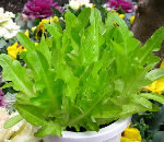 グリーンオーク