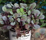 ベビーパープル