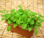 ちりめんマスタード