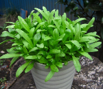 サラダしゅんぎく