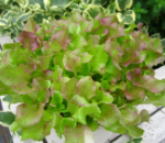 レッドリーフレタス