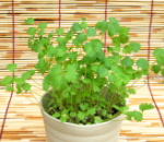 フレッシュバーネット