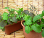 からし菜ミックス