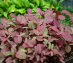 レッドアマランサス