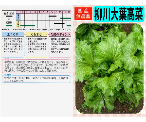 柳川大葉高菜解説