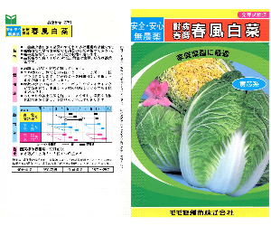春風白菜解説