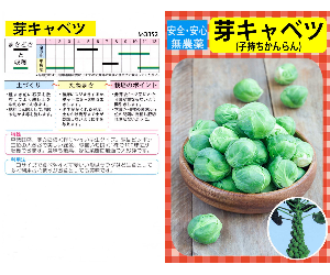 芽キャベツ解説