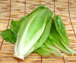 ロメインレタス解説