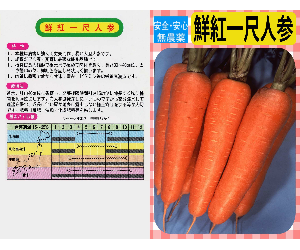 鮮紅一尺人参解説