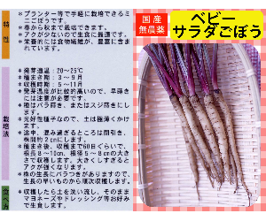 ベビーサラダごぼう解説