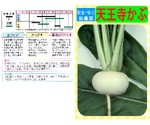 天王寺かぶ解説